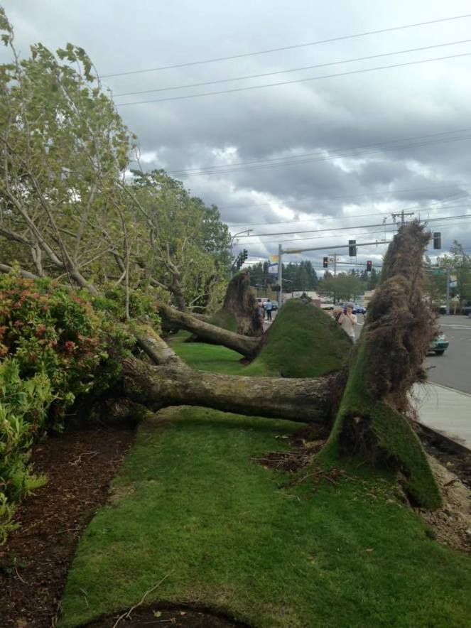 Brown Butter Banana Blondies